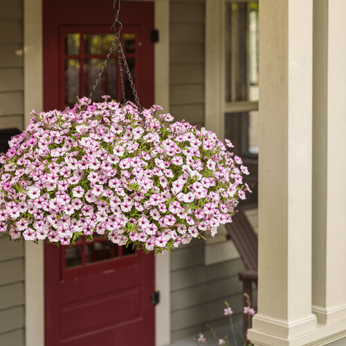scene_hanging_baskets_at_front_facade_38_0
