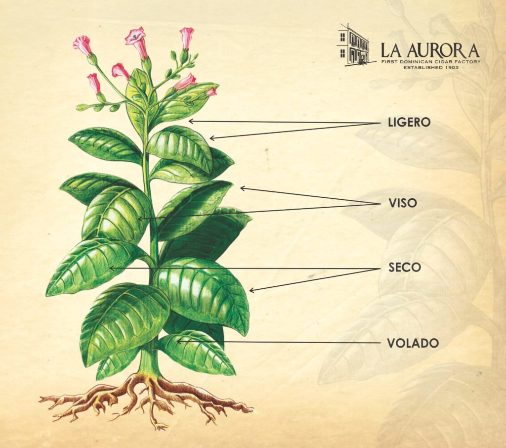 cigar tobacco plant